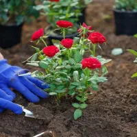 خدمات باغبانی گلکاری باغچه کاری تعویض خاک گلدون|خدمات باغبانی و درختکاری|تهران, آرژانتین|دیوار