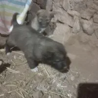 توله های سرابی|سگ|باقرشهر, |دیوار