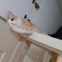 گربه نر و ماده|گربه|فیروزکوه, |دیوار