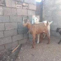 گوسفند|حیوانات مزرعه|خواف, |دیوار