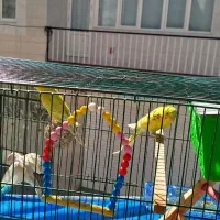 دو مرغ عشق بازی گوش|پرنده|سنندج, |دیوار