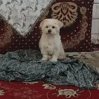 پاپی پا کوتاه گم شده