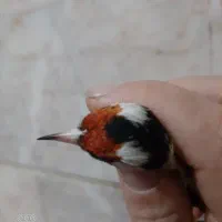 سهره نر ضمانتی