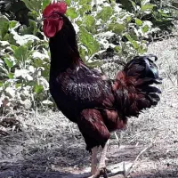 خروس رودآیلندرد/وارداتی