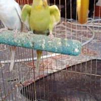 یک عدد مرغ عشق نر جوان 2ماه سبز