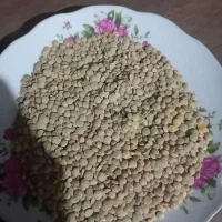 عدس محلی دیمی میانه