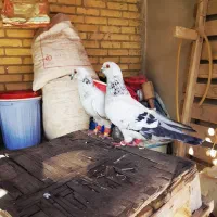 کبوتر شامی نر و ماده