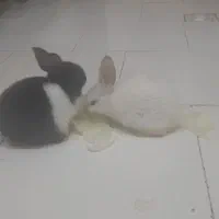 بچه خرگوش|موش و خرگوش|تهران, آهنگ|دیوار