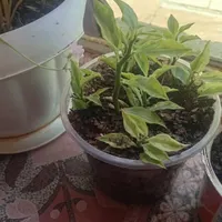 گل طبیعی|گل و گیاه طبیعی|جوانرود, |دیوار