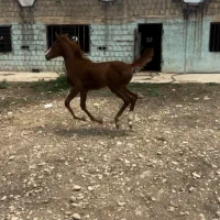 کره مادیون جنس دار درجه یک دنیای خون|اسب و تجهیزات اسب‌سواری|شیراز, قلات|دیوار