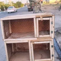 پرنده و جفت کن|پرنده|ساوه, |دیوار