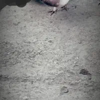 کبوتر