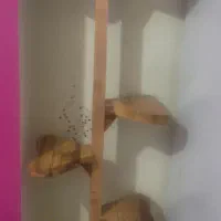 استند چوب جنگلی