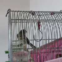 گلبسر دهن زن