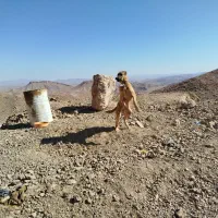 سگ سرابی|سگ|خوسف, |دیوار