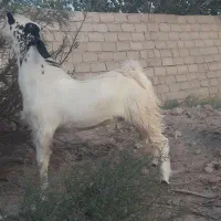 بز نر گوشتی