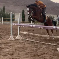 اموزش سوارکاری