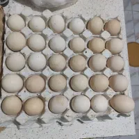 تخم مرغ لاری افغان به شرط نطفه قوی|حیوانات مزرعه|بندرعباس, |دیوار