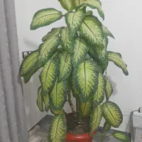 گل آپارتمانی