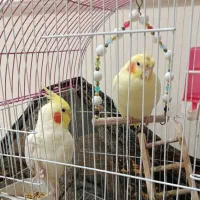 عروس هلندی|پرنده|تهران, تهرانپارس شرقی|دیوار