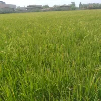 کود مرغ و کود حیوانی
