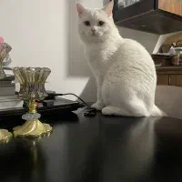 اسکاتیش نر آماده جفت گیری