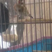 سره و قناره|پرنده|فردیس, شهرک شهید حسینی|دیوار