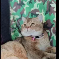 جفت گیری گربه