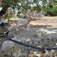 سگالابای