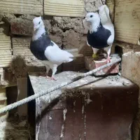 کفتر تعداد بالا