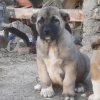 توله سرابی درجه یک|سگ|تهران, آبشار تهران (دریاچه)|دیوار