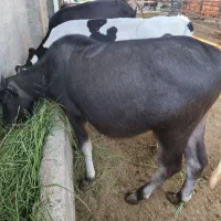 حشوا دو عدد گوساله هلشتاین وجرسی