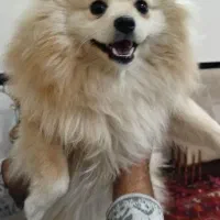 پامرانین|سگ|بناب, |دیوار