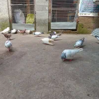 کبوترپرشی