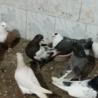 کبوتر جفت گاه|پرنده|مشهد, شهید بهشتی|دیوار