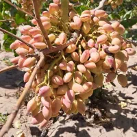 نهالستان پسته و گردو دیرگل و پربار پالیز