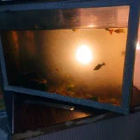 آکواریوم بهمراه ماهی و تجهیزات