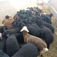 گوشت گوسفند درجه یک قلم آبی خوش پخت دام زنده