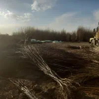 نهال میوه، درخت زینتی ، ،