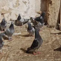 پلاکی جان آردن|پرنده|شوشتر, |دیوار