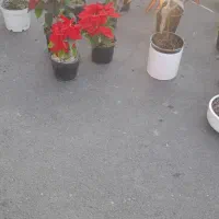 فروش انواع گل زیر قیمت بازار از پنجاه هزار به بالا