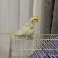 .یک جفت چاپی .عروس هلندی|پرنده|رشتخوار, |دیوار