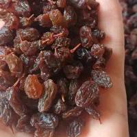 کشمش تازه آفتابی