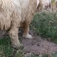 قوچ بختیاری بره