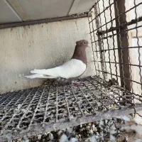 سینه ای پاک|پرنده|دهلران, |دیوار