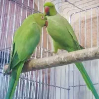 طوطی ملنگو جوجه و مولد|پرنده|قم, ناصردیوان|دیوار