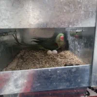 جفت شاه طوطی مولد اسکندرون