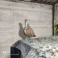 کرمونی کاکولی.کرباتی ساده کاکولی.چپ.کاکولی