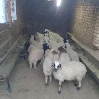 گوسفندزنده شاهین شهروحومه.