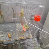 عروس هلندی ماده|پرنده|مشهد, ویلاشهر|دیوار